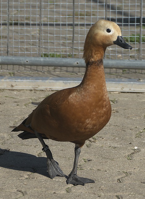 的新星